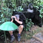 Touched by Wild Gorilla