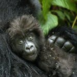 Kwita Izina