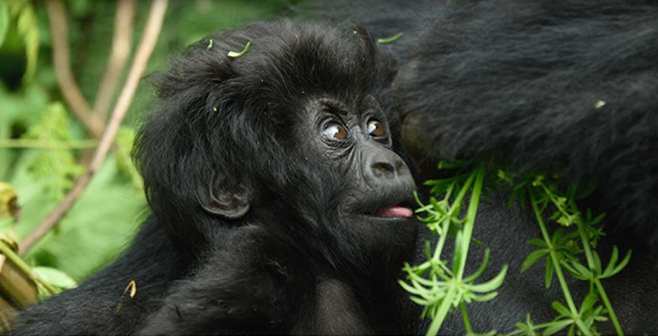 Nyampinga baby Gorilla