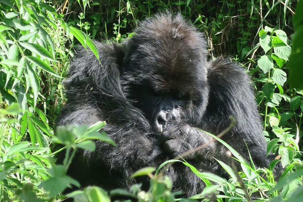 Rwanda Gorilla Trek