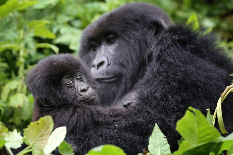 gorillas rwanda best time to visit