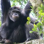 Nyungwe Forest Chimpanzee