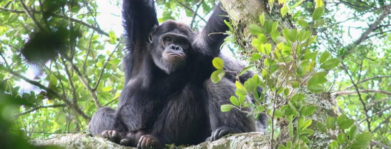 Nyungwe Forest Chimpanzee