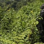 Gorillas in Parc Nationale des Volcans