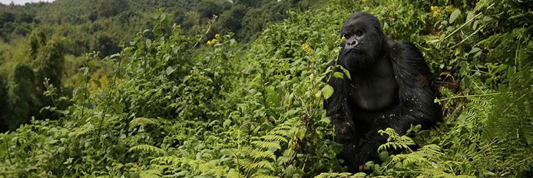 Gorillas in Parc Nationale des Volcans