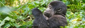 Young Mountain Gorilla in Rwanda