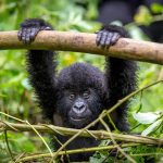 Mountain Gorilla in Rwanda