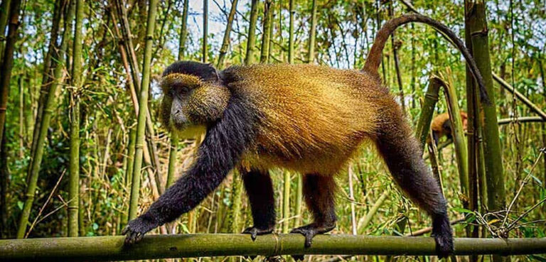 Rwanda Golden Monkey Tracking