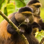 Rwanda Golden Monkeys