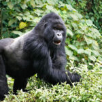 Rwanda Silverback Gorilla