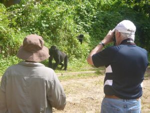 gorilla trekking