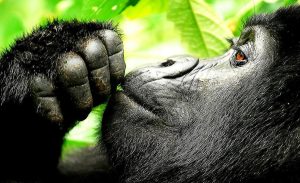 mountain gorilla trekking