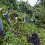 Gorilla Trekking Difficulty