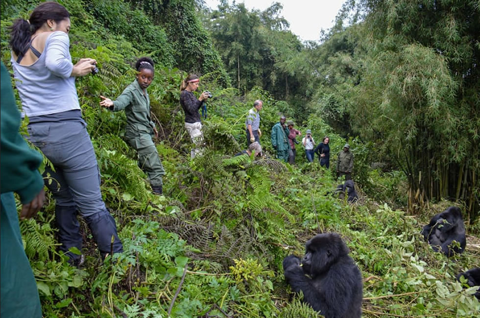 Gorilla Trekking Difficulty