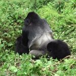 Rwanda Mountain Gorilla