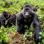 PNV Rwanda Gorillas
