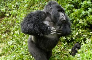 Gorilla Charges
