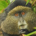 Golden Monkeys of Rwanda