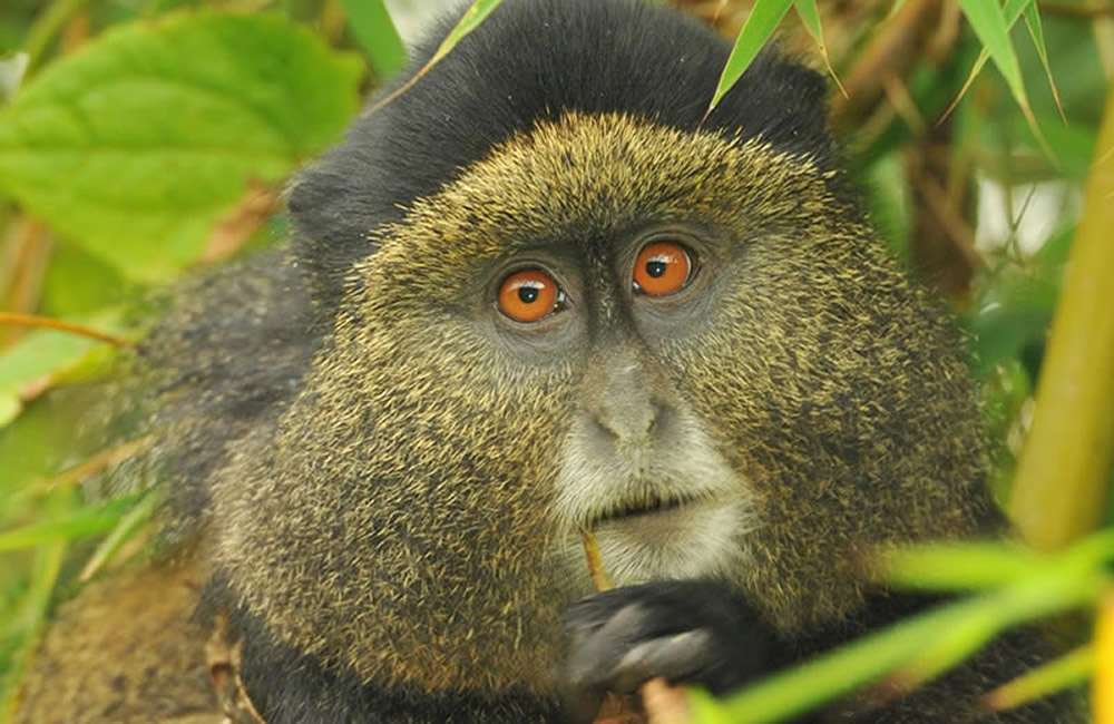 Golden Monkeys of Rwanda