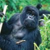 Is the Rwanda Gorilla Permit Worthy USD 1500?